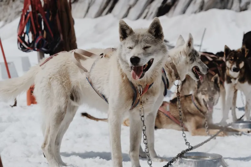 Behind Every Great Musher, There's a Crew That Made It Possible