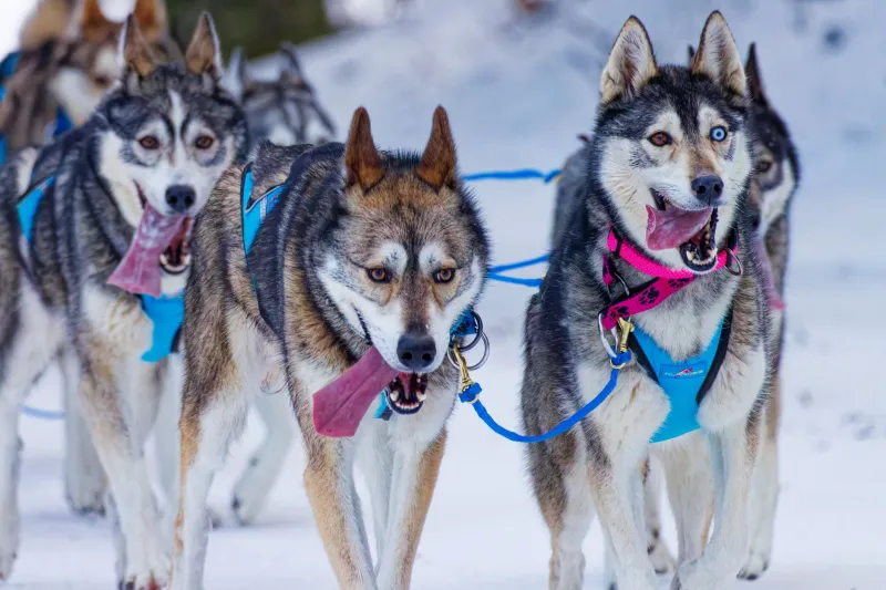 Born to Run: The Complex Science and Ethics of Building a Yukon Quest Dog Team