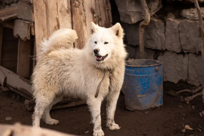 Born to Run: The Science and Soul Behind Canada's Sled Dog Breeding Programs