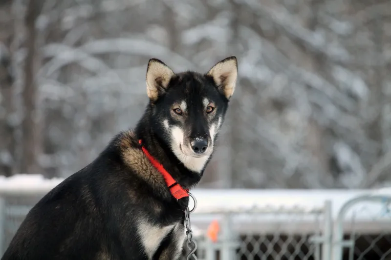 No Yukon? No Problem: How Canadian Mushers Are Building Elite Operations Far From the North