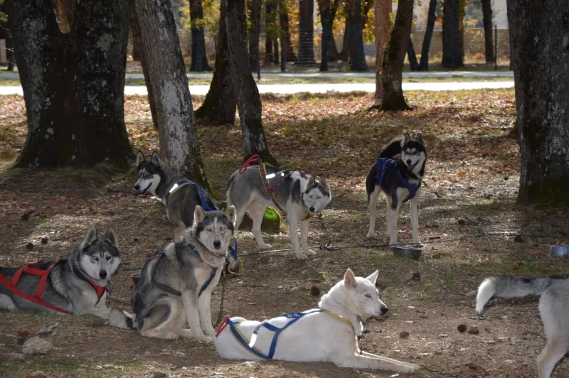 Dogs, Dryland, and Dedication: Inside the Year-Round Grind of Canada's Elite Mushers