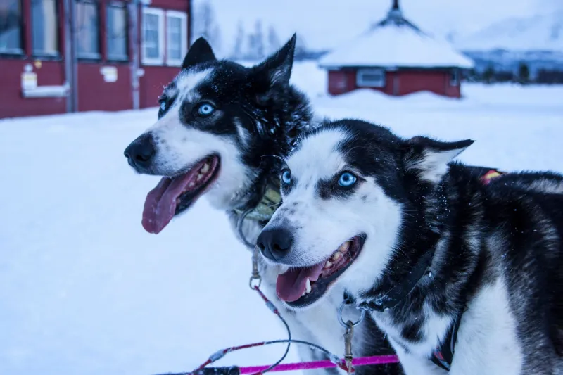 Caught by the Quest: How Watching from the Sidelines Turned These Canadians Into Mushers