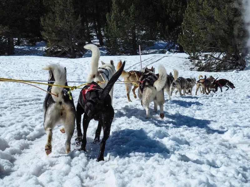 The Dog Knows First: Why the Yukon Quest Can't Be Solved With a Smartphone