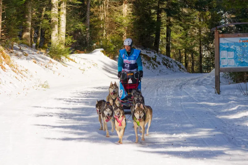 Zero Dogs to Race Ready: What No One Tells You About Training for Your First Quest