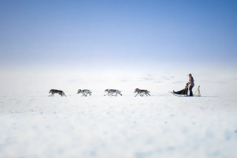 Fuel or Fail: The Surprising Food Science Keeping Mushers Alive on the Trail