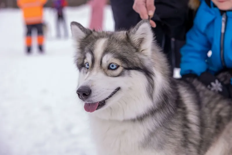Life After the Trail: What Becomes of Elite Sled Dogs When the Racing Is Done