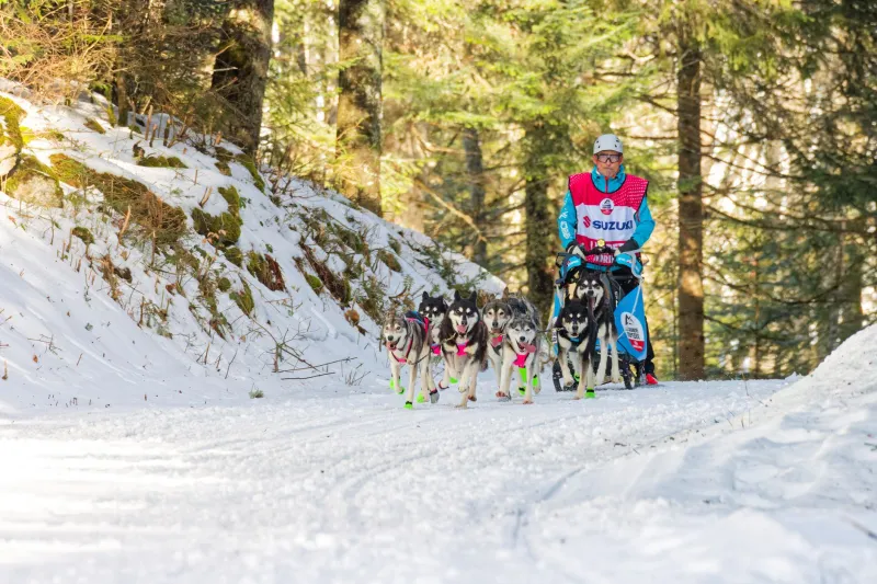 Read the Dog, Not the Screen: How Mushers Are Rediscovering the Art of Trusting Their Teams