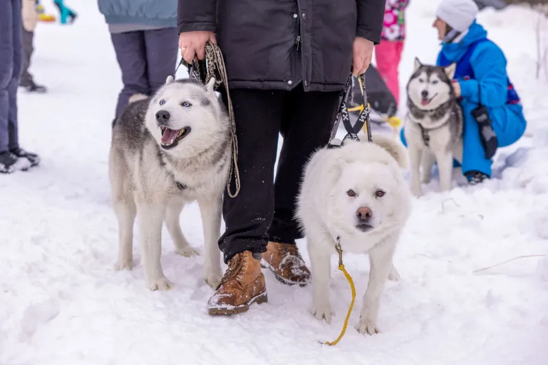 Small Towns, Big Stakes: The Surprising Economic Engine Behind the Yukon Quest